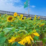 比姚明高的向日葵🌻花海