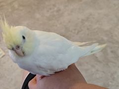 -吉丁鸟咖·异宠·寄养
