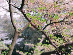 -武汉大学-樱园