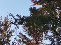 -桃花岭景区