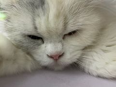 -喵的天空名猫咖啡馆·撸猫·猫舍·用品