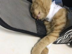 -纳吉亚猫专科动物医院博雅分院