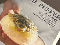 -肆月河豚·新淮扬(金融街店)