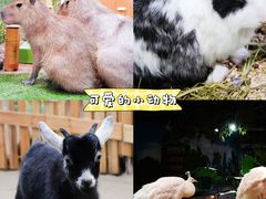 -正佳雨林生态植物园