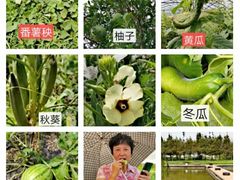 -阿林有机农庄