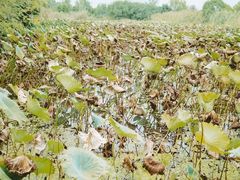 -梁鸿国家湿地公园