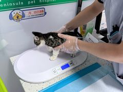 -半岛宠物医院24小时(科华中路店)