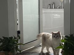 -凯特喵百思猫专科医院