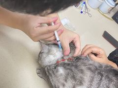 -爱侣·安琦尔宠物医院·中兽医针灸·心内科·狂犬免疫点(宝山区院)