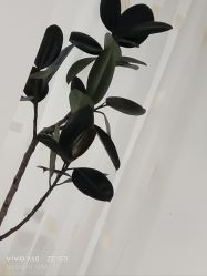 -HEYAN荷妍专业脱毛连锁机构