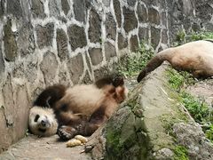 -都江堰中华大熊猫苑