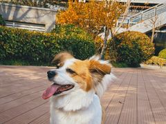 -西安浐灞艾美酒店·汉江餐厅·火锅