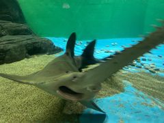 -上海海洋水族馆