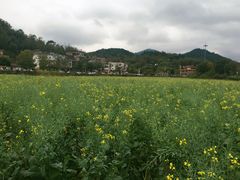 -红山村