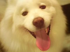 -百好乐宠物友好餐厅(朝外大街店)