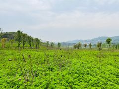 -南山植物园