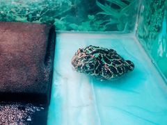 -上海大自然野生昆虫馆(东方明珠·爬宠昆虫探索中心)