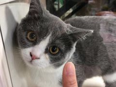 -李小姐の猫咖啡馆(五角场店)