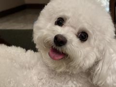 -萌宠之家·腊肠犬·马尔泰·小体犬舍