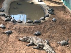 -西霞口神雕山野生动物世界