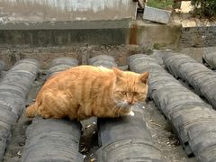 WP_20131214_012-长廊饭店(锦溪古镇店)