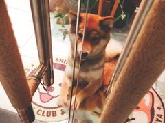 -柴务处·柴犬主题狗咖