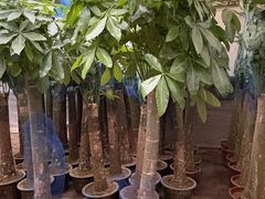 -龙大花卉苗木市场