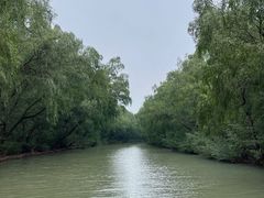 -大湾区中央湿地公园