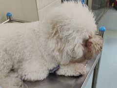 -动物缘宠物医院·骨科·猫科(西二环店)