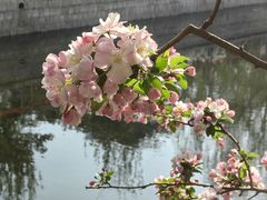-海棠花溪(元大都城垣遗址公园)