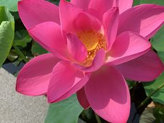 -万源龙顺度假庄园生态观光园