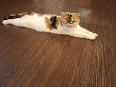 -猫岛主趣味餐厅(鼓浪屿店)