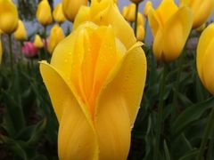 iphone_upload_pic-上海鲜花港