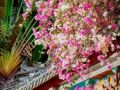 -深圳国际园林花卉博览园