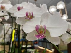 -鹿港小镇(霄云店)