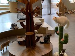 -飞行喵MR PILOT|猫舍·猫咖(静安大融城店)