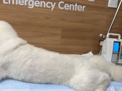 -爱侣宠医·鹦鹉专科·小型哺乳类·异宠专科(灵石路店)