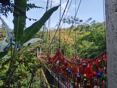 -西双版纳原始森林公园
