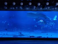 -烟台海昌鲸鲨海洋公园