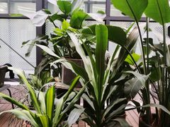 -大树餐厅(红旗街万达店)