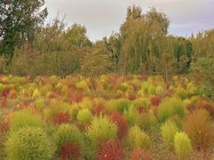 -野鸭湖国家湿地公园