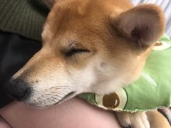 -浣熊柯尔鸭土拨鼠·电玩咖