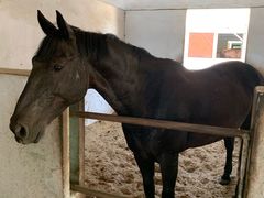 -松声马术俱乐部