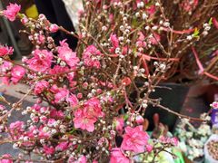 -越秀西湖花市(广州城市广场花卉店)