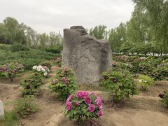 -莲花池公园