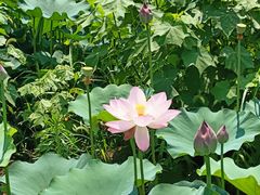 -白塔湖国家湿地公园