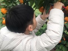 -前小桔亲子创意农场·草莓采摘·露营烧烤