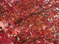 -北京西山国家森林公园