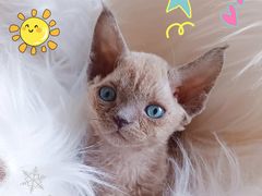 -70cat德文卷毛猫·缅因猫纯种猫舍