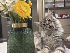 -欣宠猫屋·矮脚拿破仑·蓝金金渐层